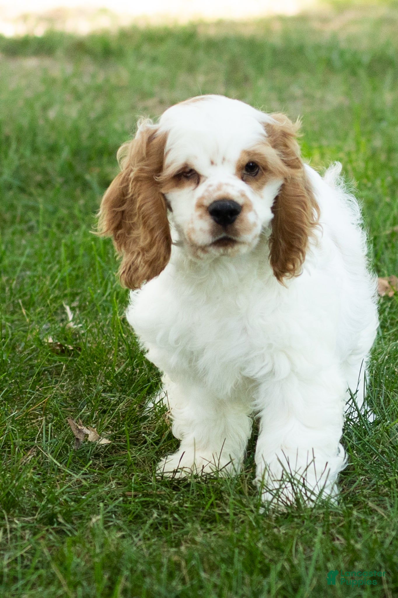 Cocker Spaniel dogs Reggie  - Ad 31