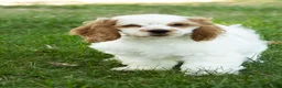 Cocker Spaniel dogs for sale: Reggie  - Ad 1