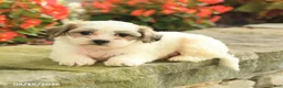 Teddy Bear dogs for sale: Jackie - Ad 3