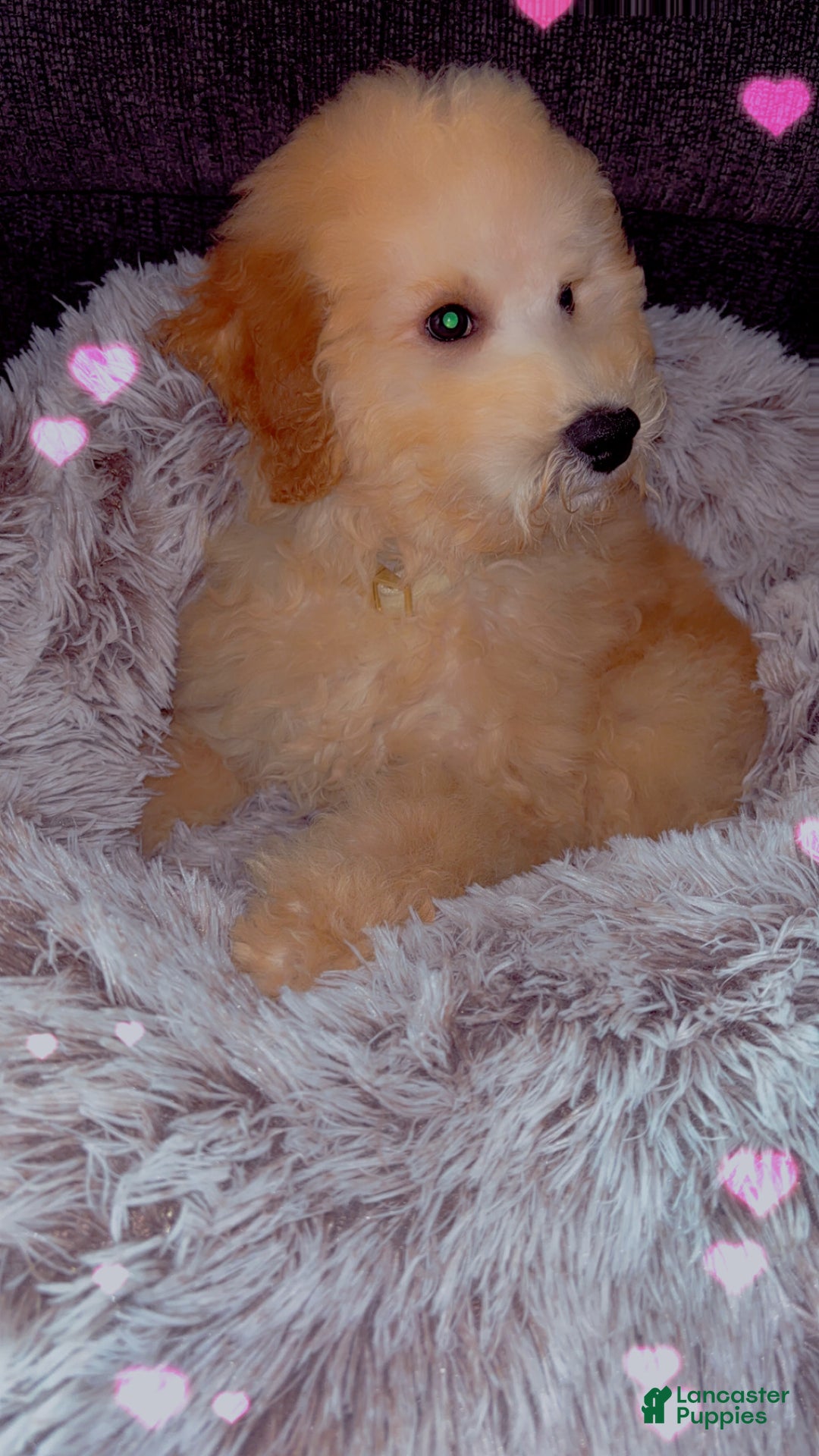 Mixed Breed dogs for sale: Bruno - Ad 8