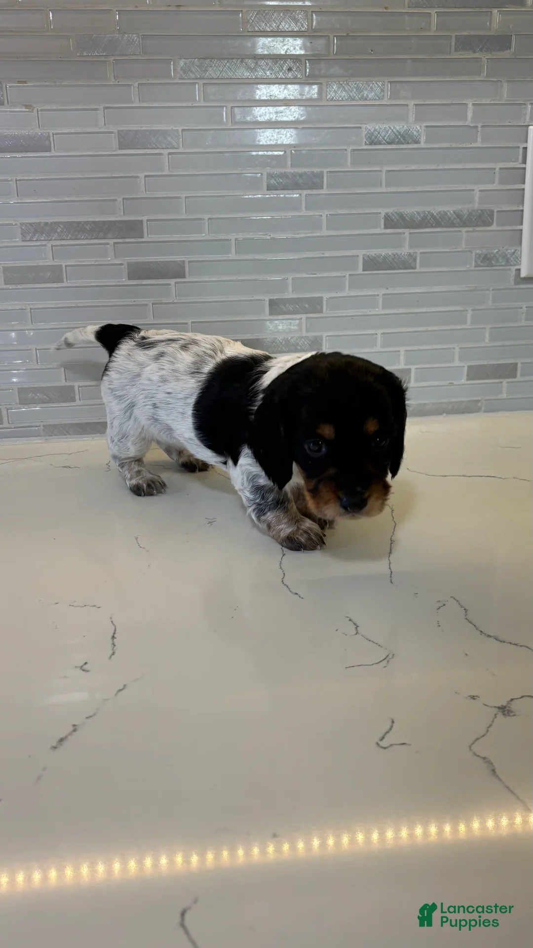 Miniature Dachshund dogs for sale: Miniature Dachshund Puppy 1 - Ad 2