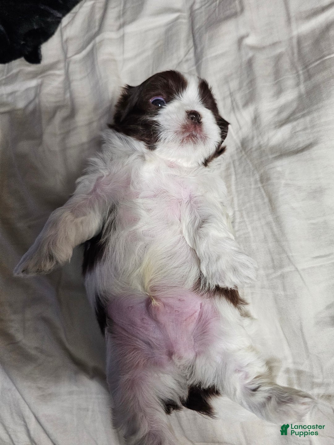 Shih Tzu dogs for sale: Bizkit - Ad 4
