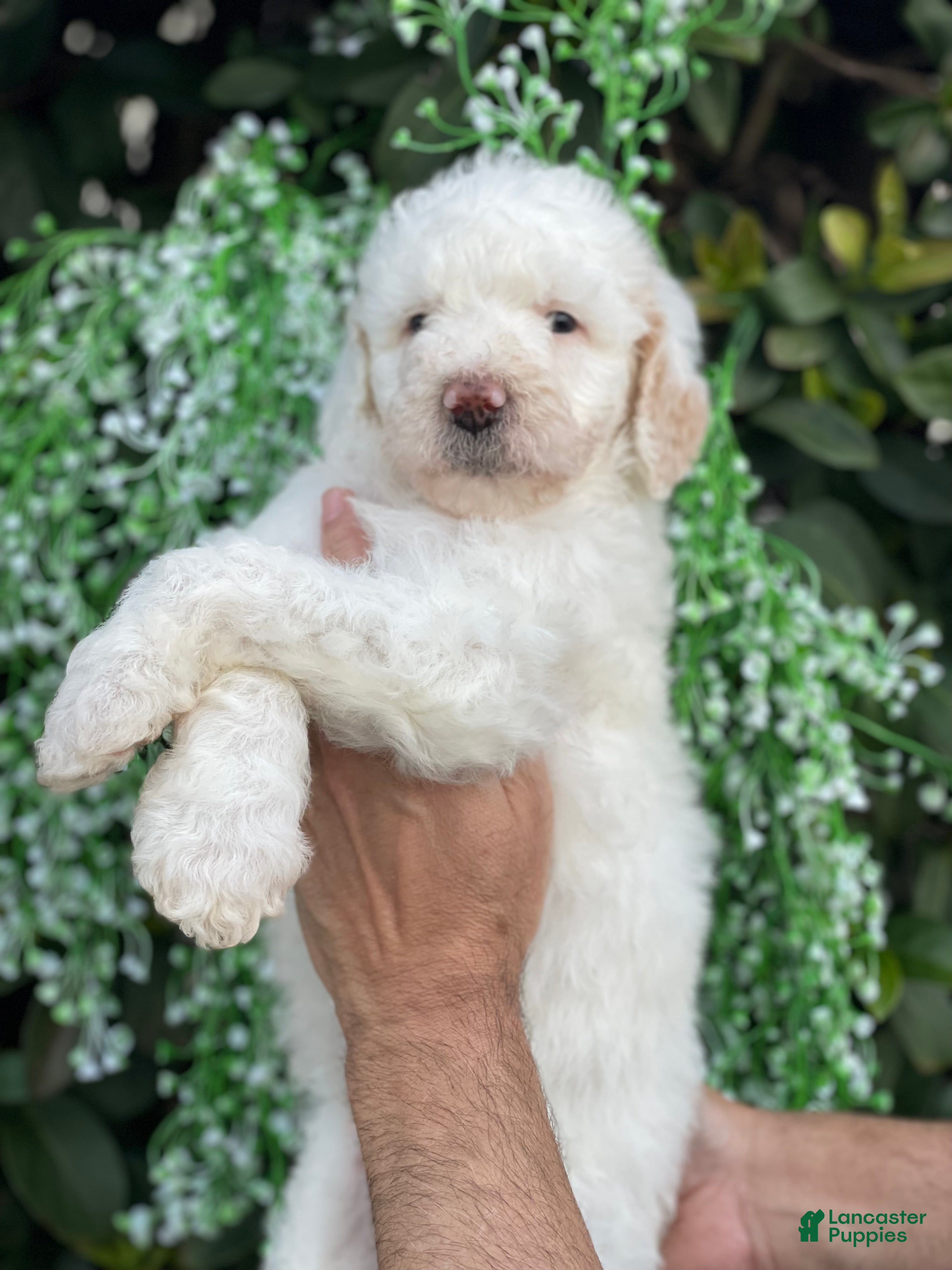 Goldendoodle dogs Sadie - Ad 13
