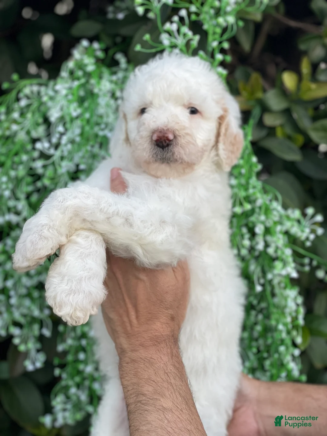 Goldendoodle dogs for sale: Sadie - Ad 1