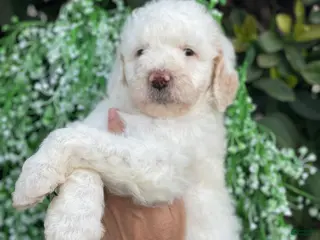 Goldendoodle dogs Sadie - Ad 13