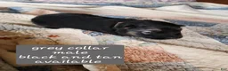 German Shepherd dogs for sale: Grey collar - Ad 4