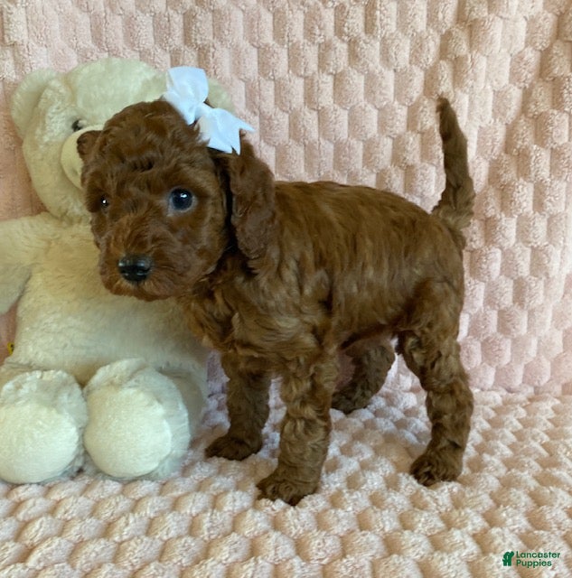 Cavapoo dogs for sale: Gingerbread - Ad 2