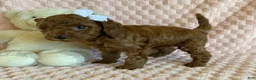 Cavapoo dogs for sale: Gingerbread - Ad 2