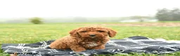 Mini Goldendoodle dogs for sale: Twinkle - Ad 4