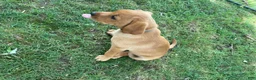 Labrador Retriever dogs for sale: Dark Blue collar.  Nicolas - Ad 4