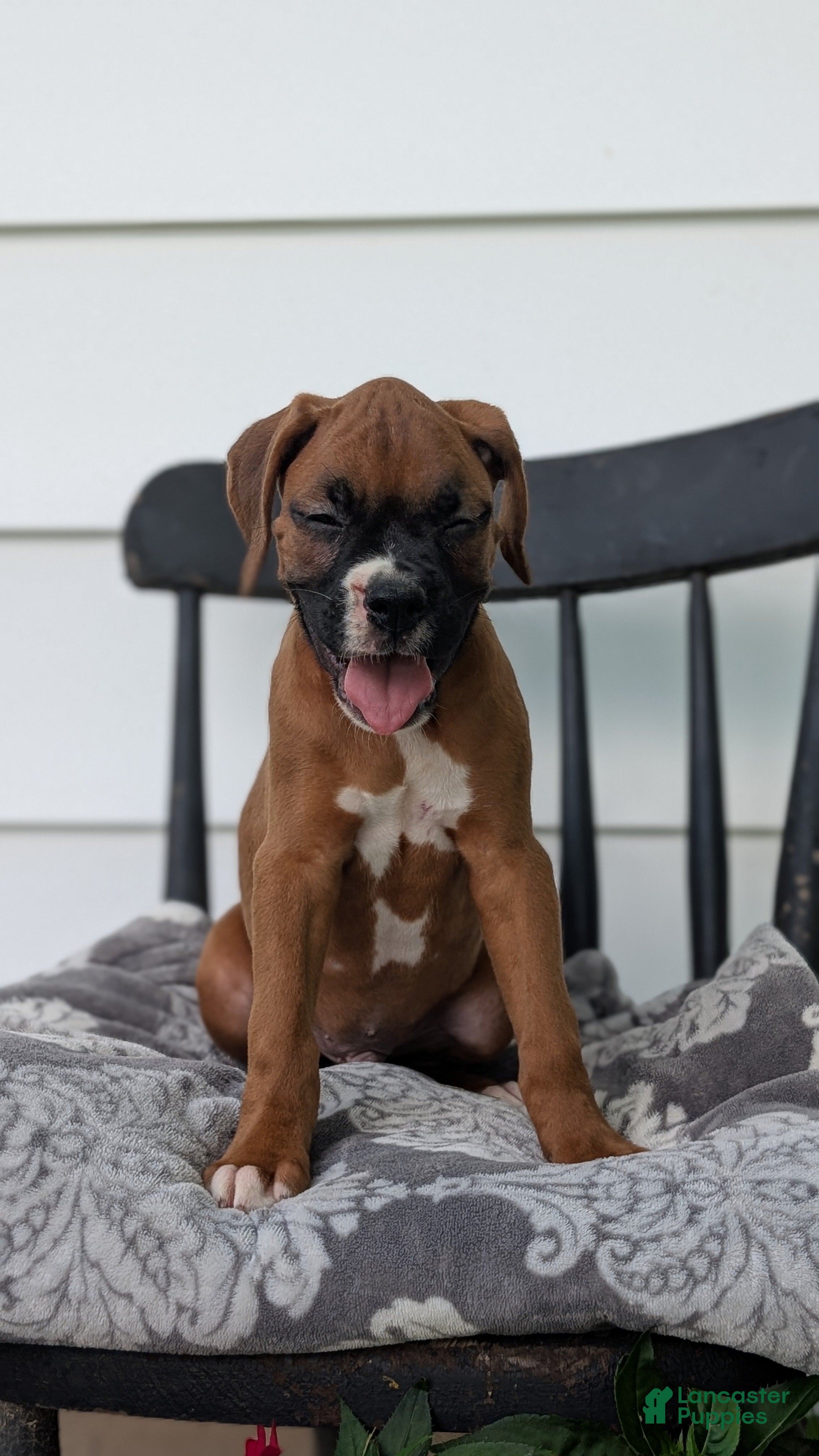 Boxer dogs Kona - Ad 2