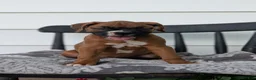 Boxer dogs for sale: Kona - Ad 2