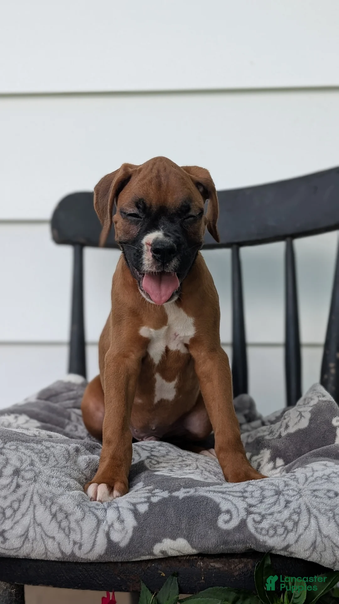Boxer dogs for sale: Kona - Ad 2