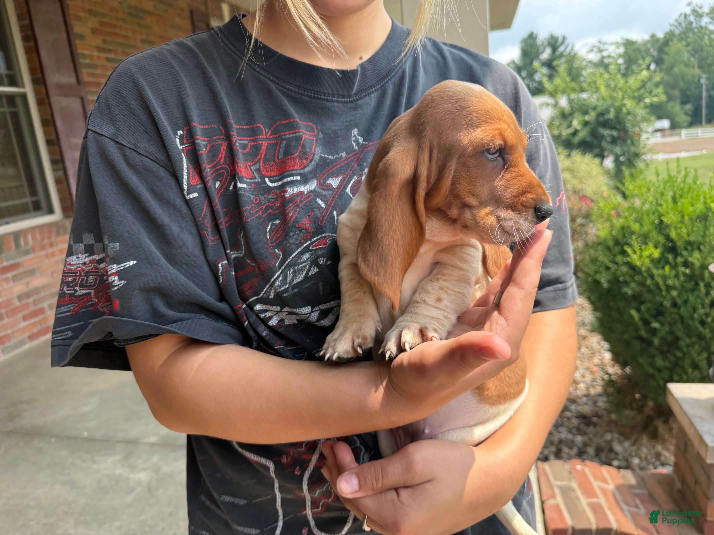 Basset Hound dogs Bambi - Ad 2