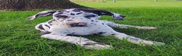 Great Dane dogs for sale: Taylor - Ad 1