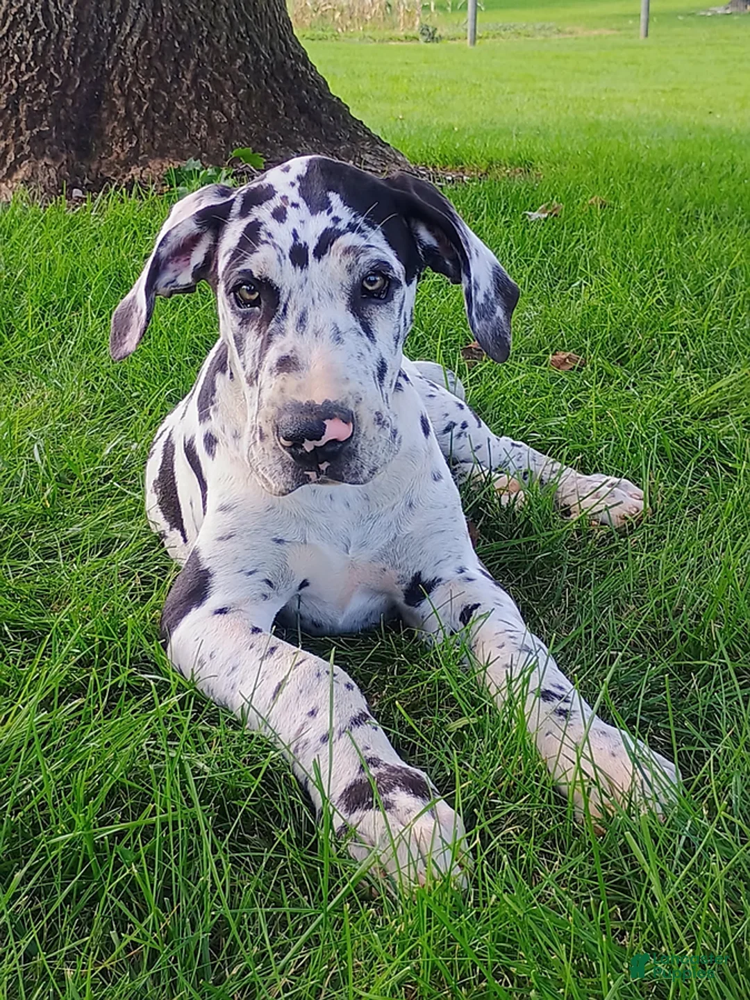 Great Dane dogs for sale: Taylor - Ad 1
