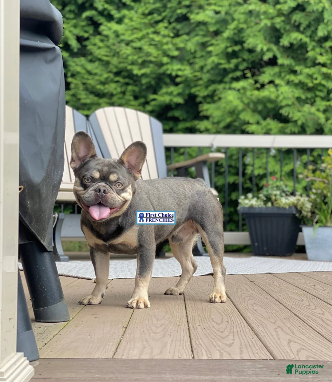 French Bulldog dogs for sale: Baxter - Ad 7