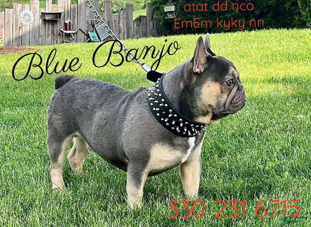 French Bulldog dogs for sale: Cameron - Ad 9