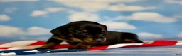 Miniature Dachshund dogs for sale: Akc petunia SH DNA OFA  - Ad 6
