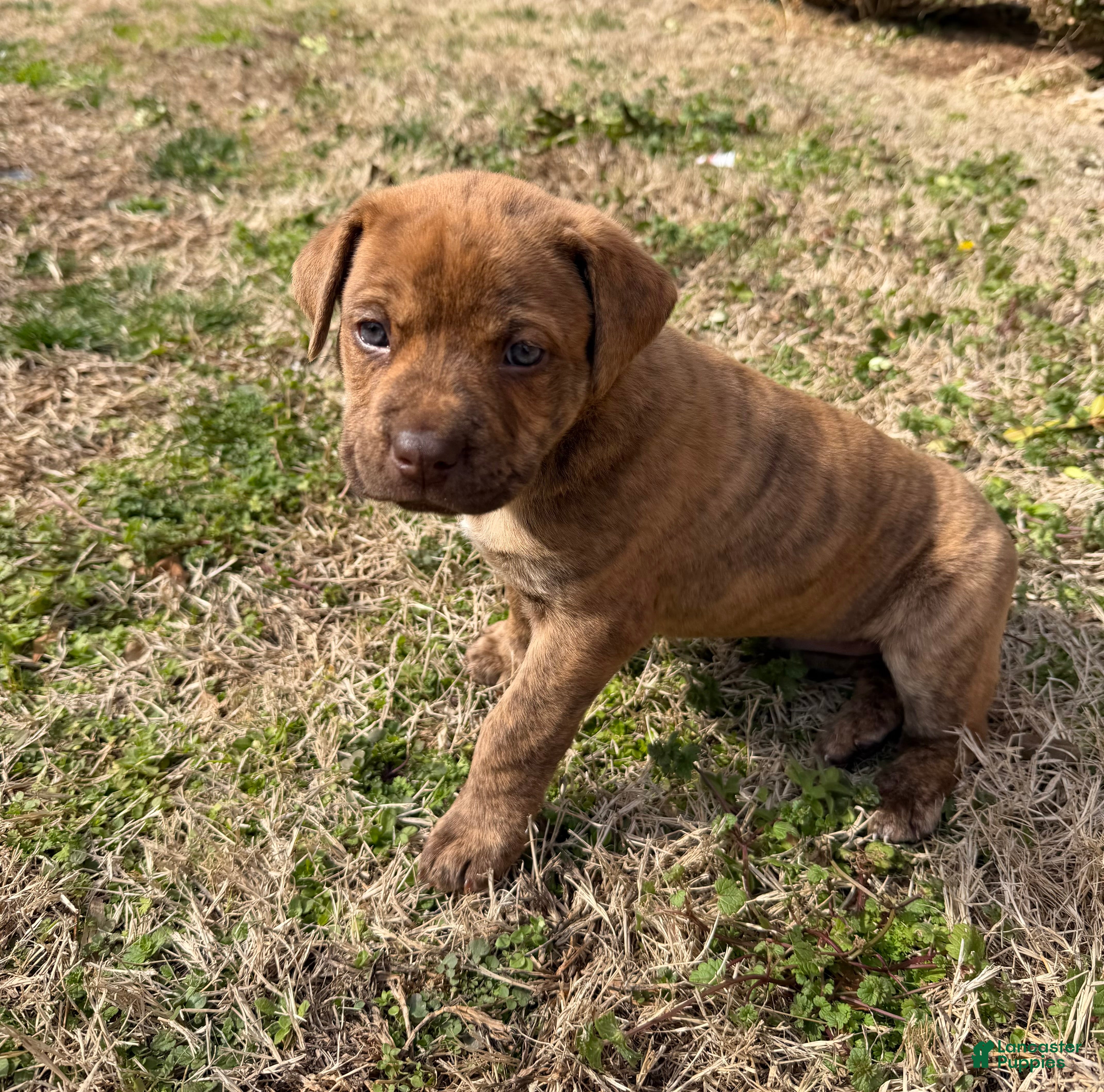 Mixed Breed dogs Mixed Breed Puppy 1 - Ad 2