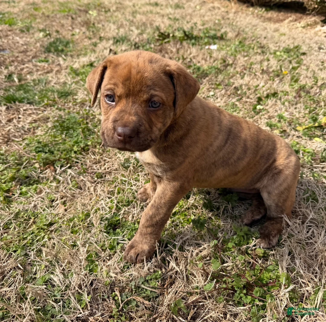 Mixed Breed dogs for sale: Mixed Breed Puppy 1 - Ad 2