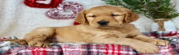 Golden Retriever dogs for sale: Mickey - Ad 5