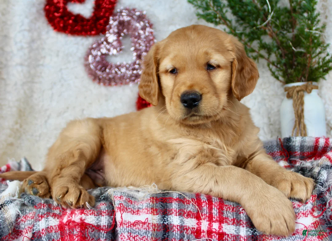 Golden Retriever dogs for sale: Mickey - Ad 5