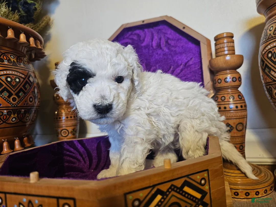 Mini Goldendoodle dogs for sale: Aspen - Ad 6