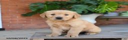 Golden Retriever dogs for sale: Gunner - Ad 2