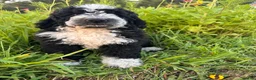 Bernedoodle dogs for sale: Birdie - Ad 5