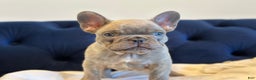 French Bulldog dogs for sale: Lilac Blue Male - Ad 5