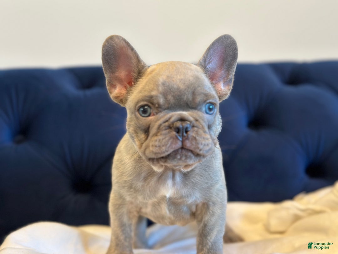 French Bulldog dogs for sale: Lilac Blue Male - Ad 5