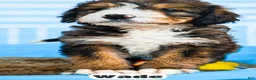 Bernedoodle dogs for sale: Wade - Ad 8