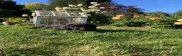 Newfoundland dogs for sale: Roses - Ad 6