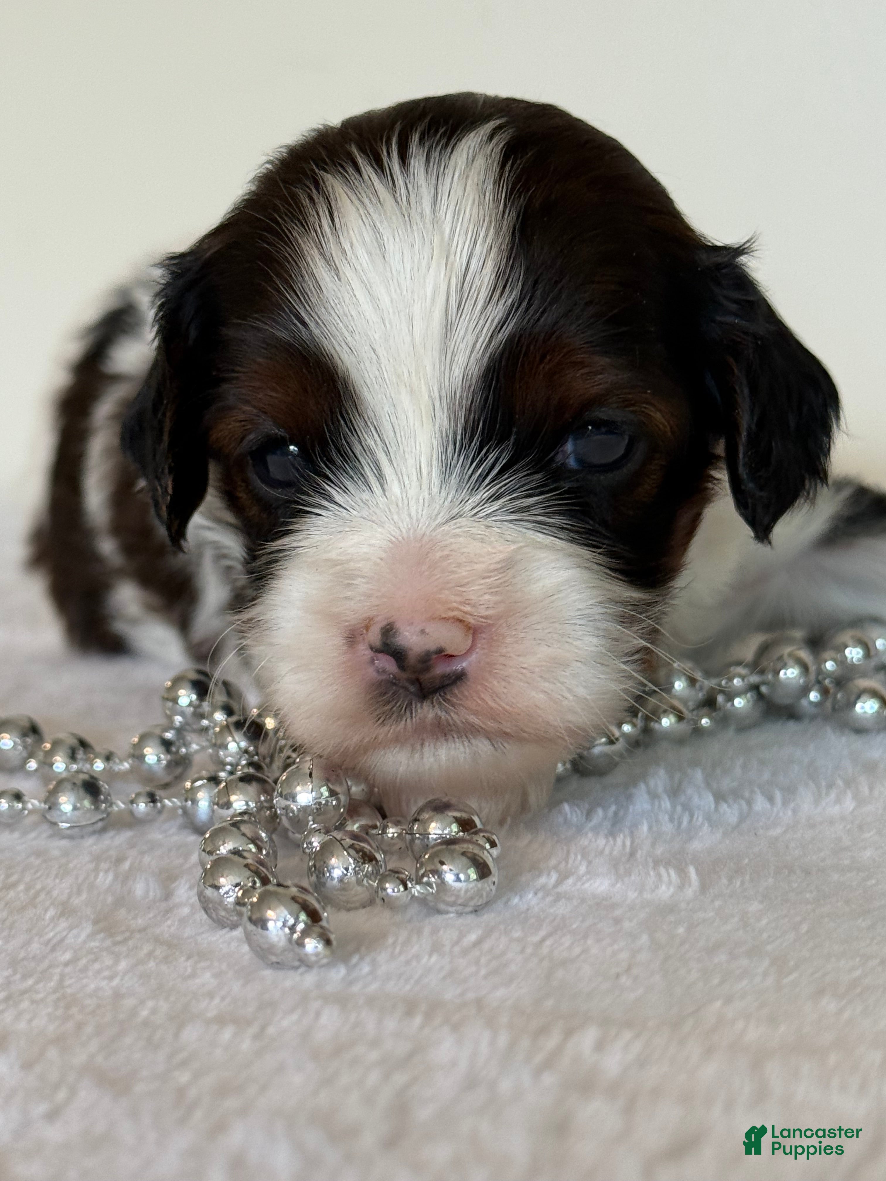 Cavapoo dogs Marshmellow Cavapoo  - Ad 2