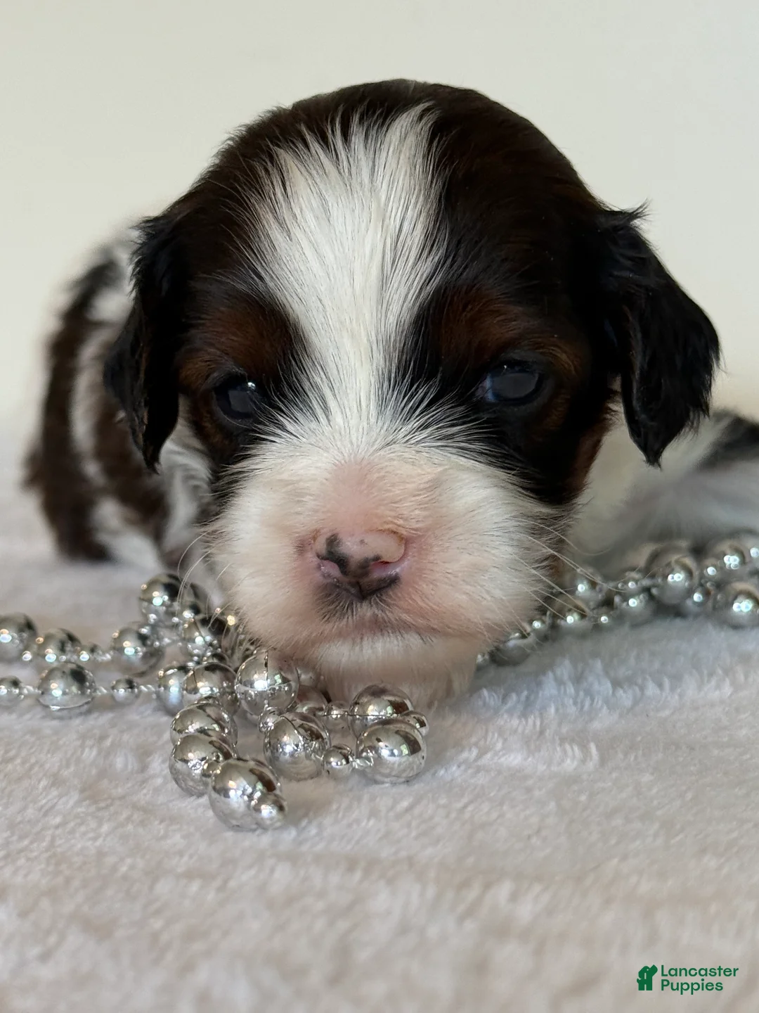Cavapoo dogs for sale: Marshmellow Cavapoo  - Ad 2