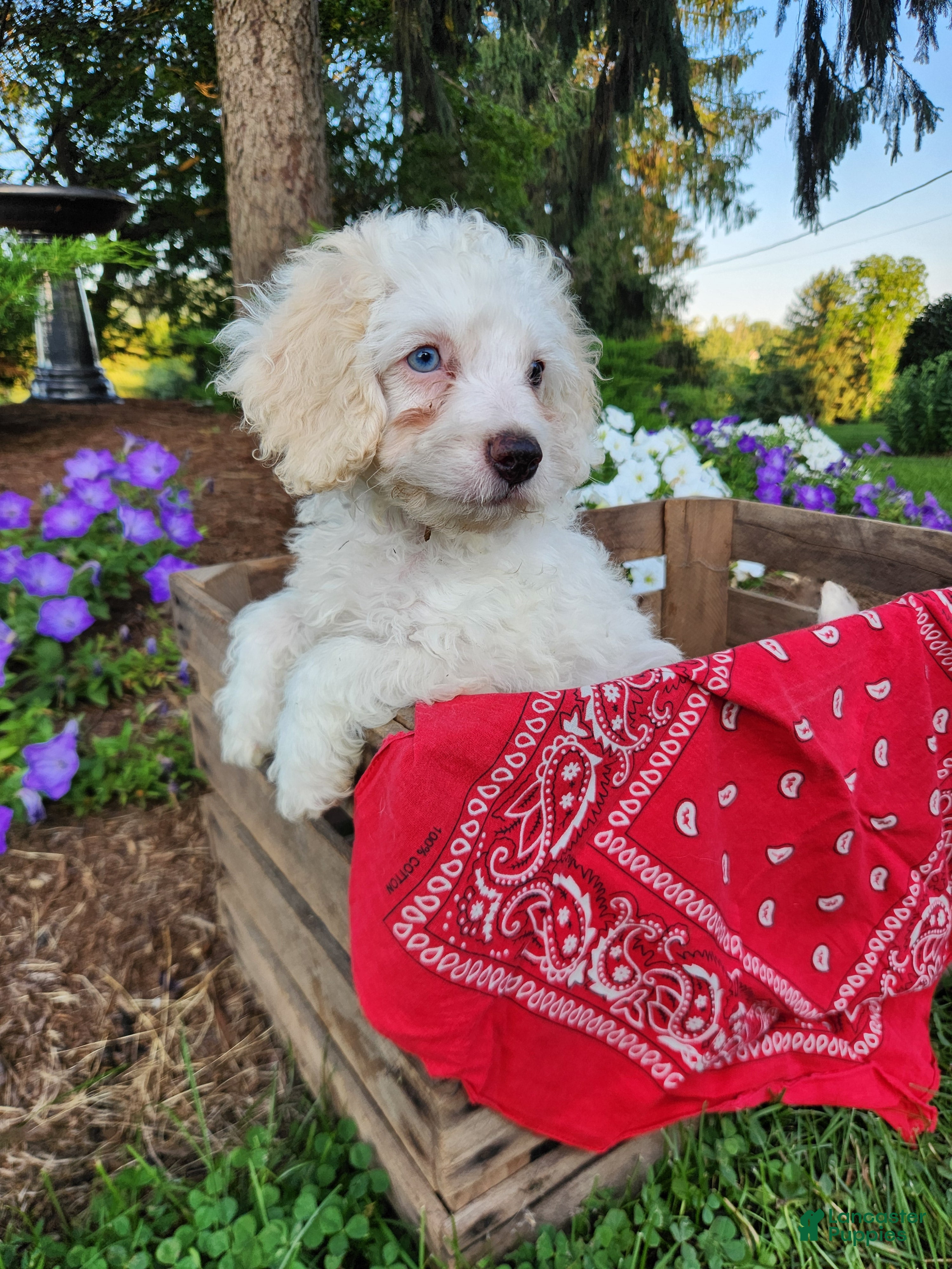 Cockapoo dogs Vanilla - Ad 2