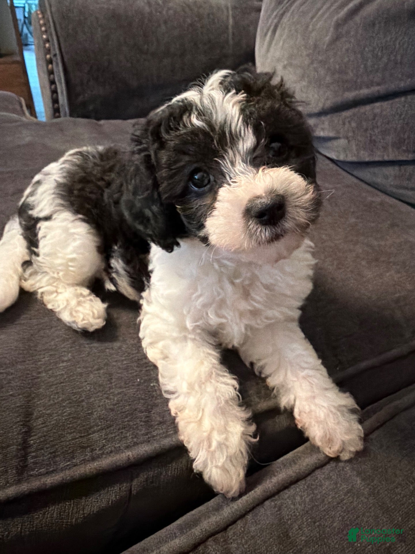 Maltese
