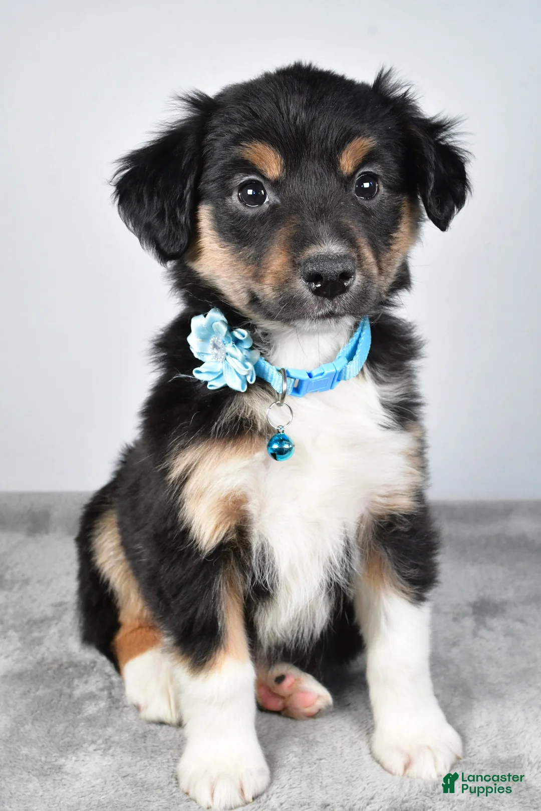 Miniature Australian Shepherd dogs for sale: Ocean - Ad 4