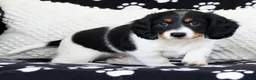 Miniature Dachshund dogs for sale: Lightning - Ad 8