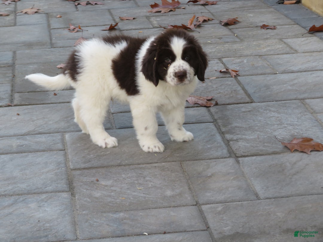 Newfoundland dogs for sale: Monty - Ad 3