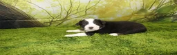 Miniature Australian Shepherd dogs for sale: Liberty - Ad 6