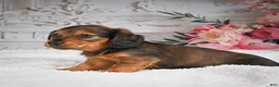 Miniature Dachshund dogs for sale: AKC-Daisy - Ad 3