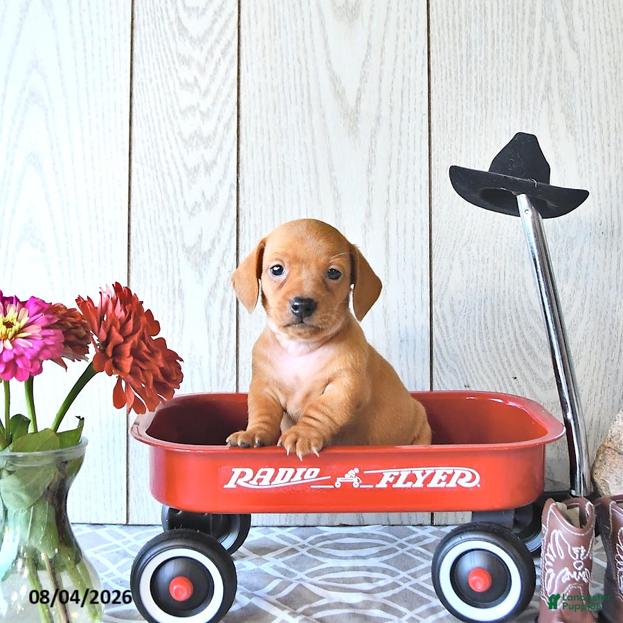 Miniature Dachshund dogs Tyler - Ad 1