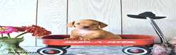 Miniature Dachshund dogs for sale: Tyler - Ad 1
