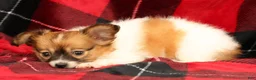 Papillon dogs for sale: Mandy - Ad 6