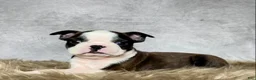 Boston Terrier dogs for sale: Mr. Jax - Ad 3