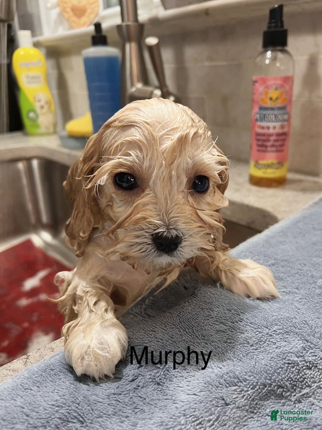Cavachon dogs for sale: Murphy - Ad 4