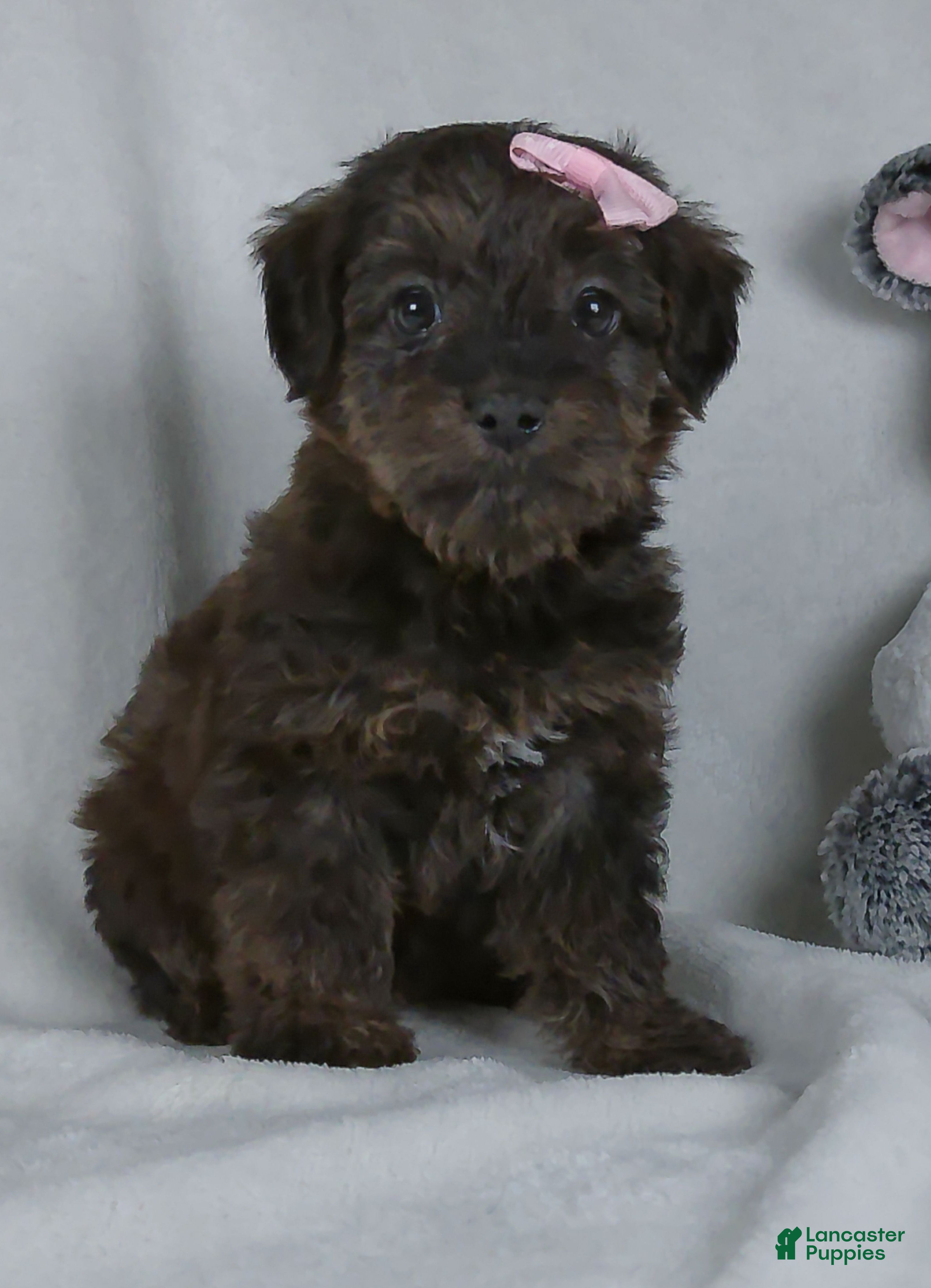 Yorkiepoo dogs Norie - Ad 1