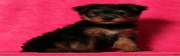 Yorkshire Terrier dogs for sale: Milo - Ad 6